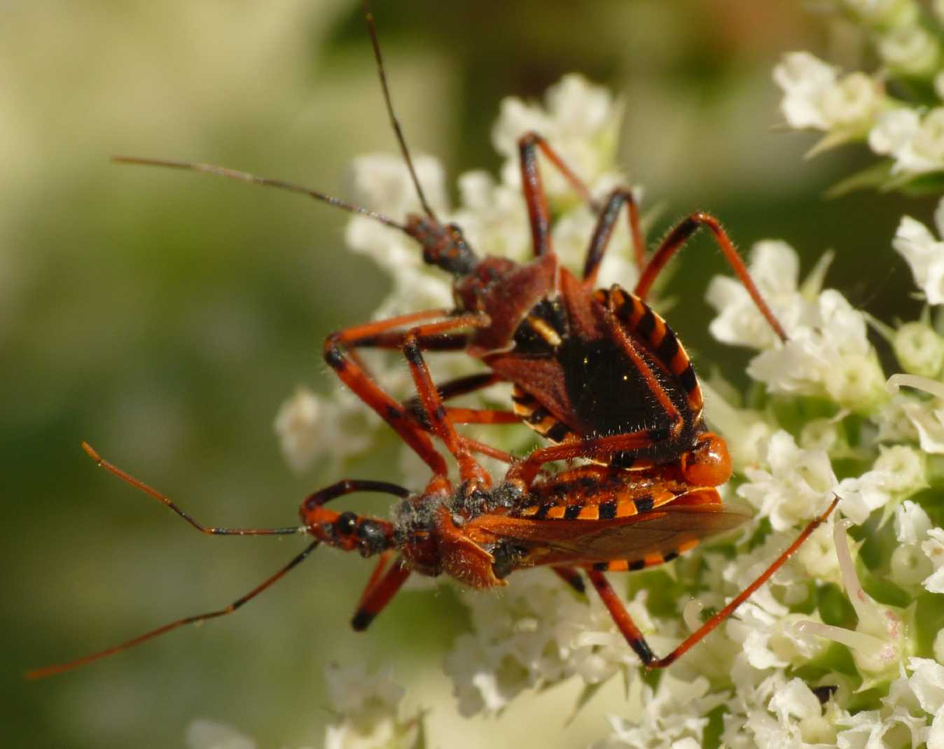 Rhynocoris erythropus (Accoppiamento) - Reduviidae